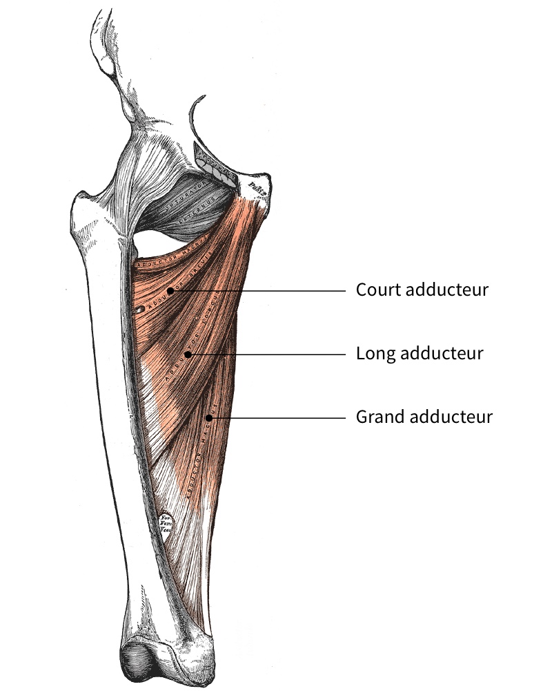 muscles adducteurs