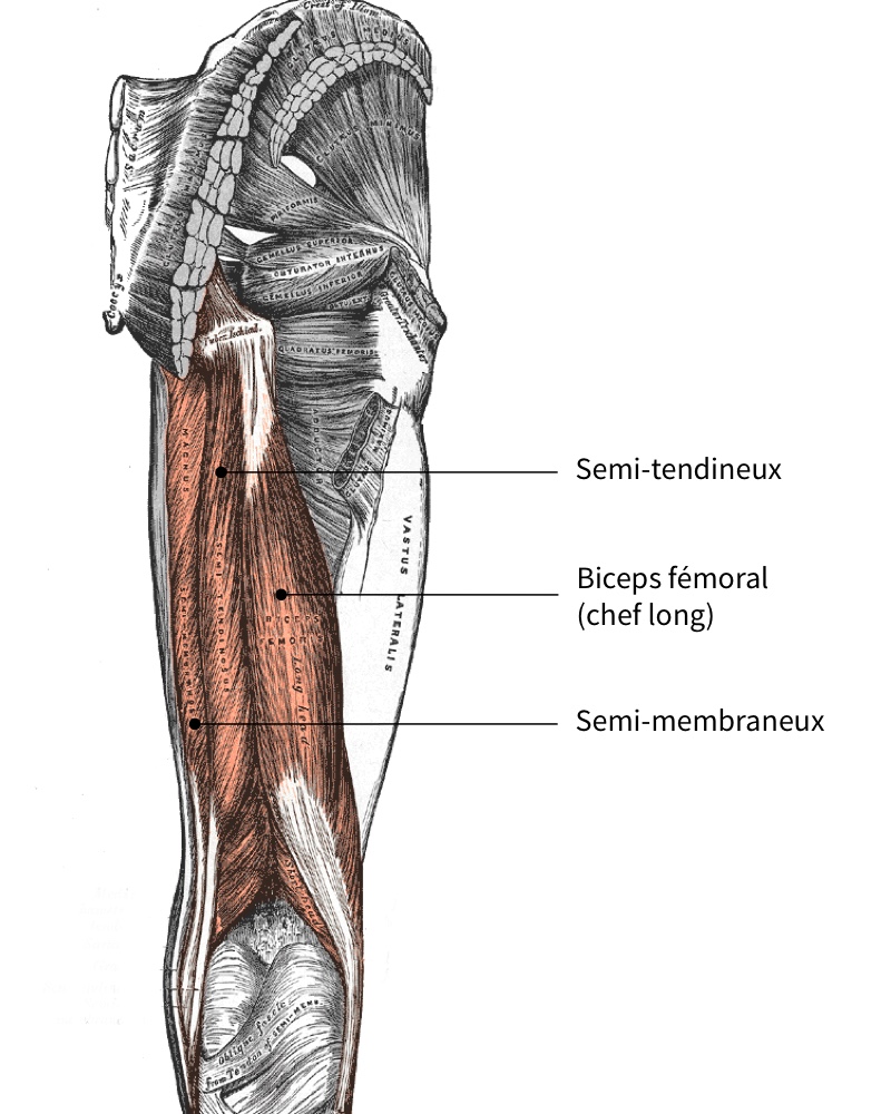 muscles ischio-jambiers