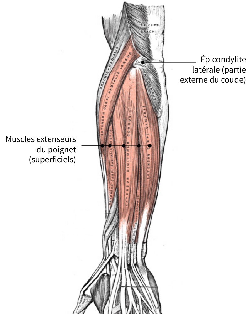 Circuit de renforcement des avant-bras et de la poigne