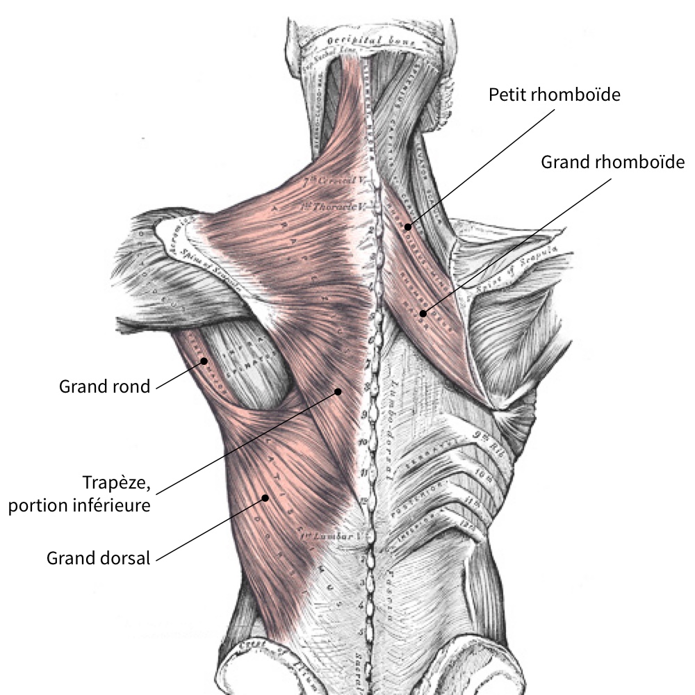 muscles du dos