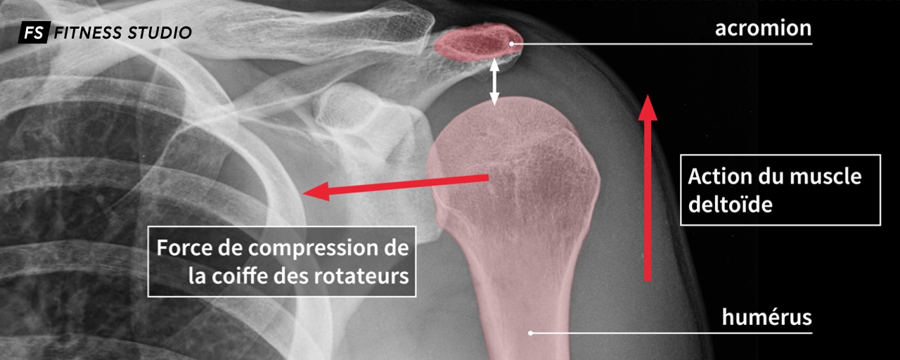 fonction de la coiffe des rotateurs