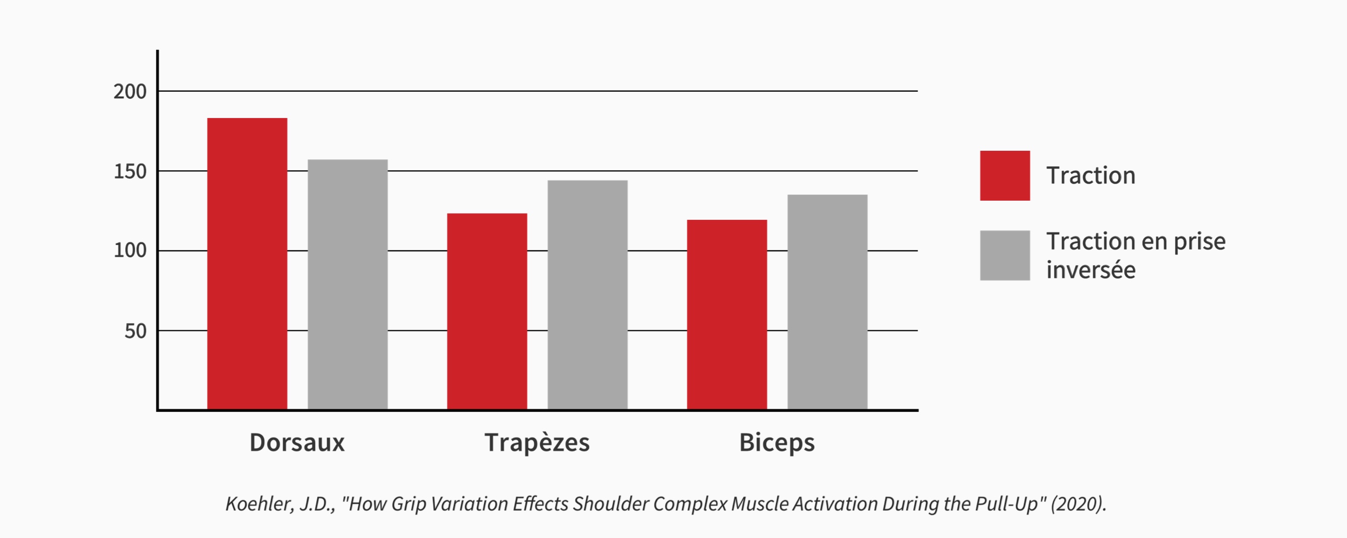 Rectrutement musculaire pour différentes formes de tractions