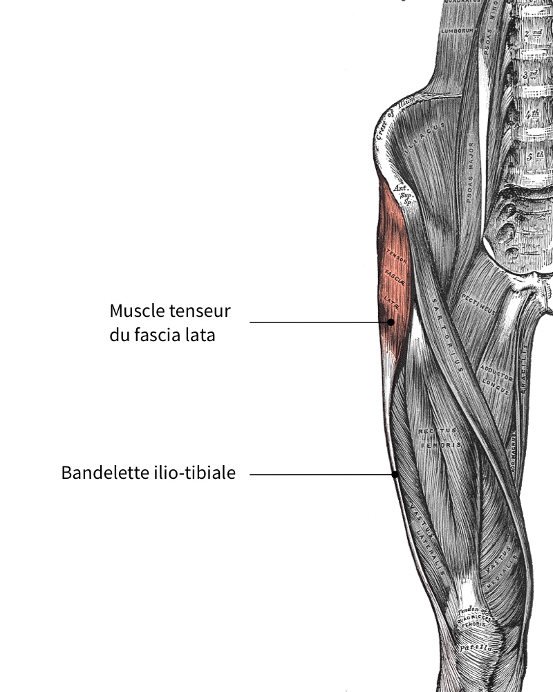 Bandelette ilio-tibiale