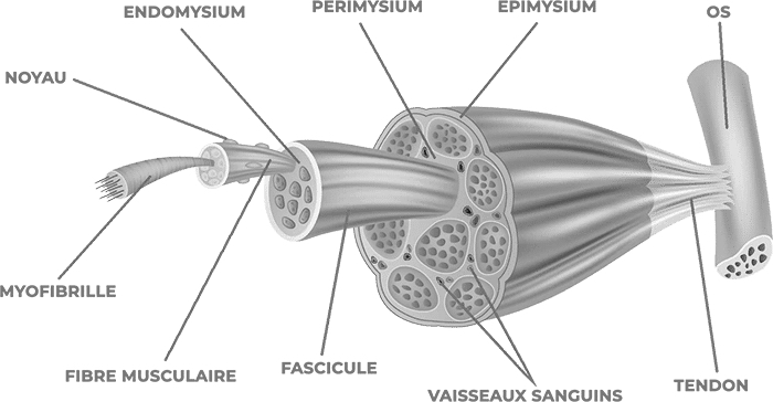 schéma des fibres musculaires