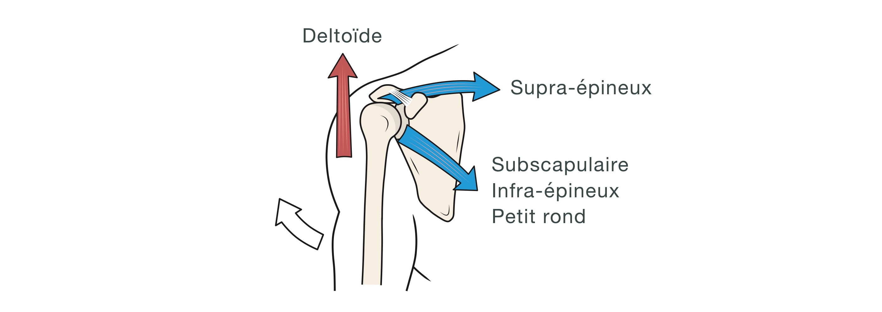 Rôle de la coiffe des rotateurs