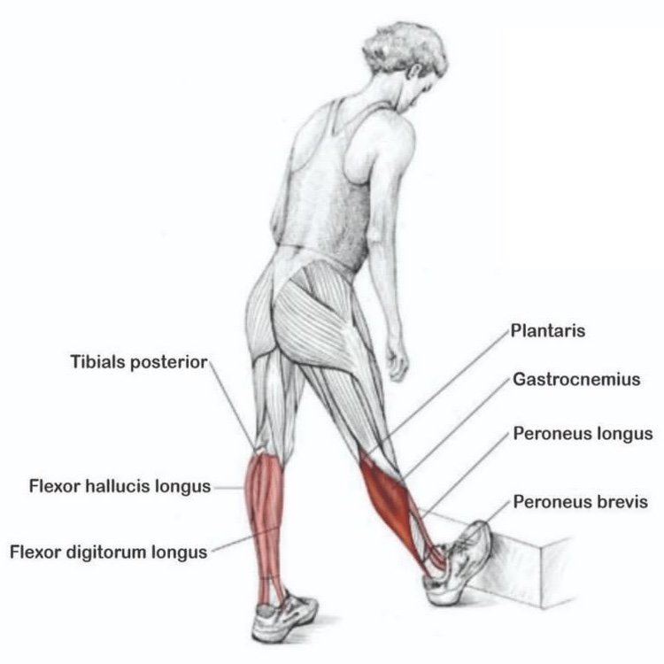 Étirement du mollet