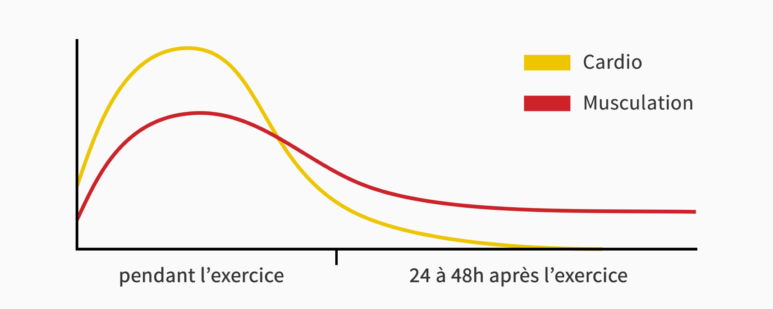 Calories dépensées pendant et après la musculation