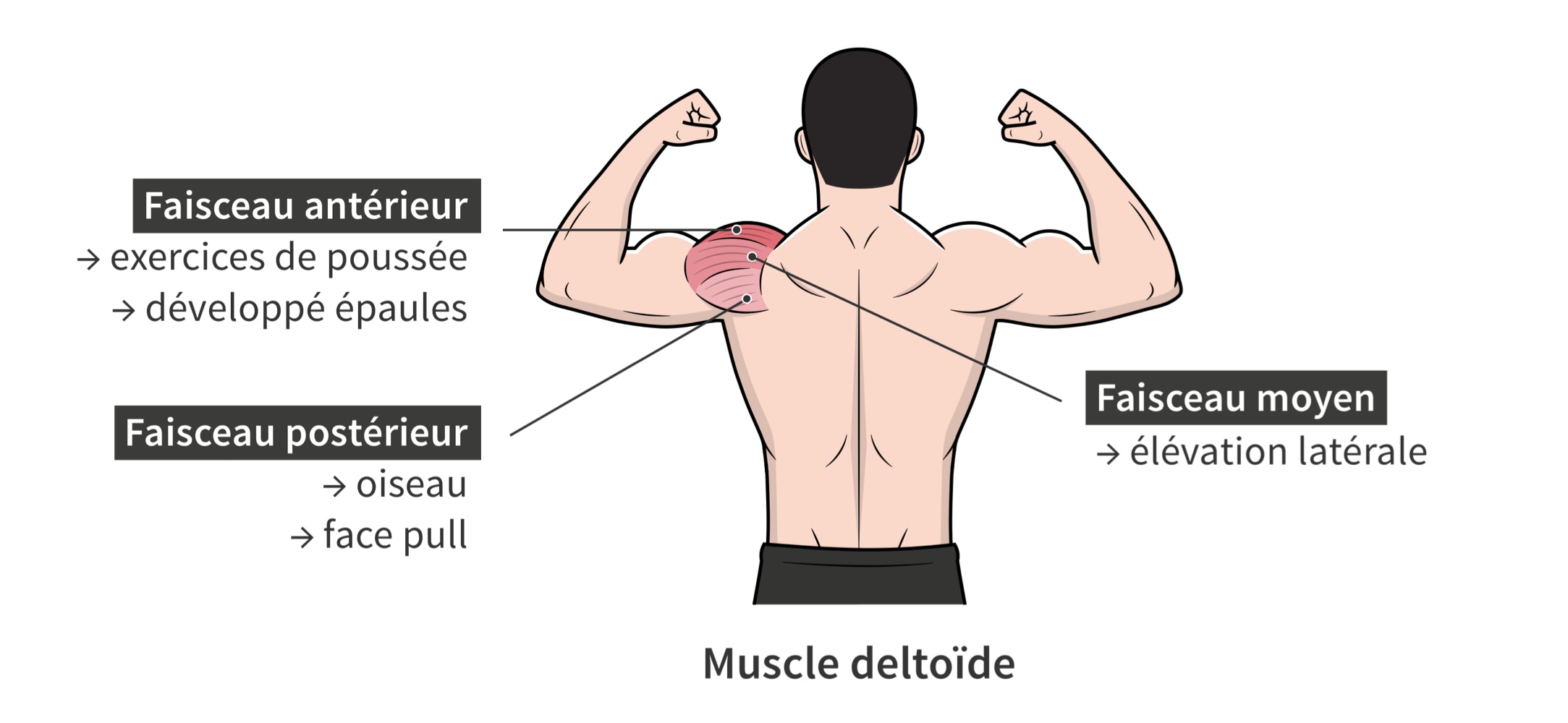 Illustration du muscle deltoïde