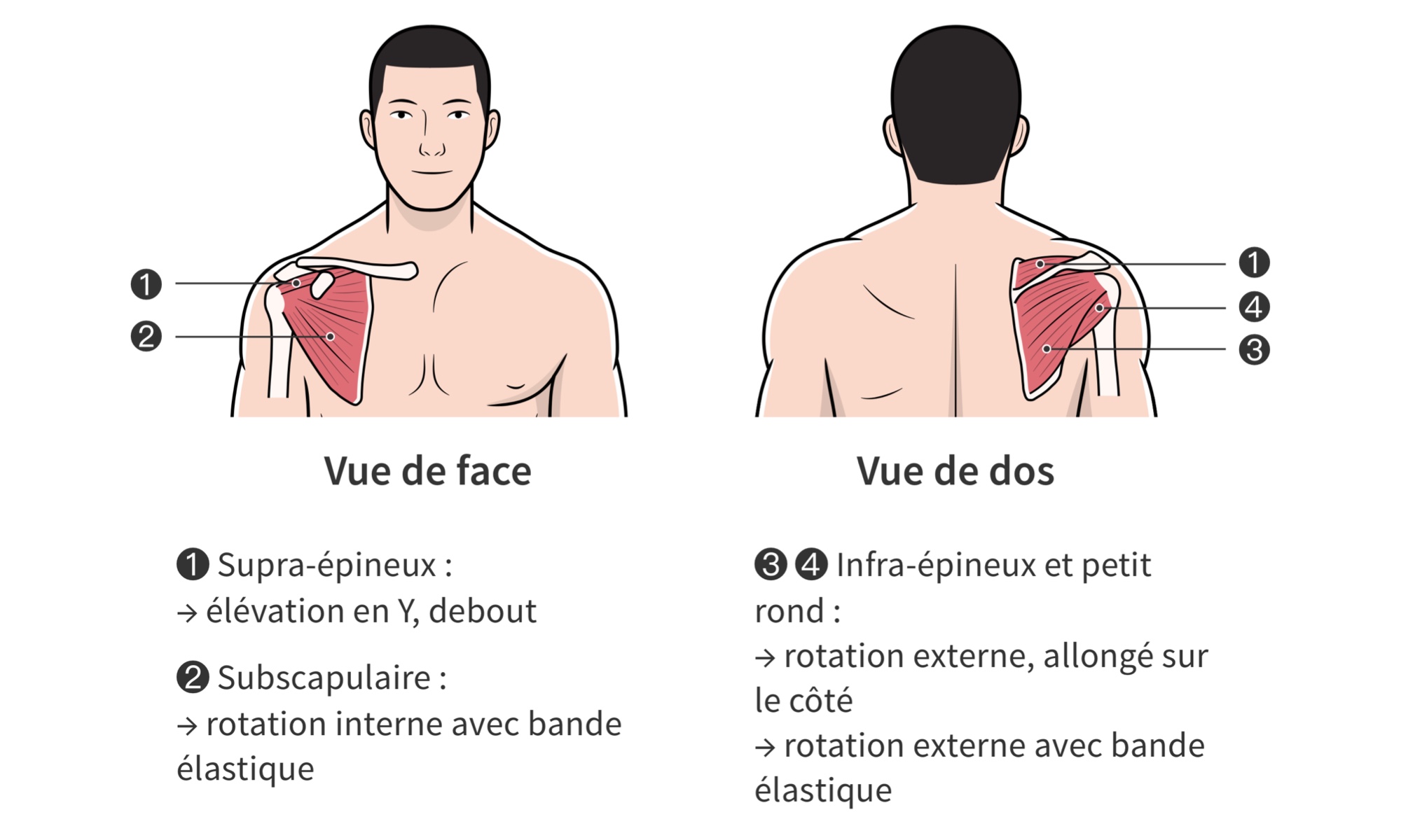 Muscles de la coiffe des rotateurs