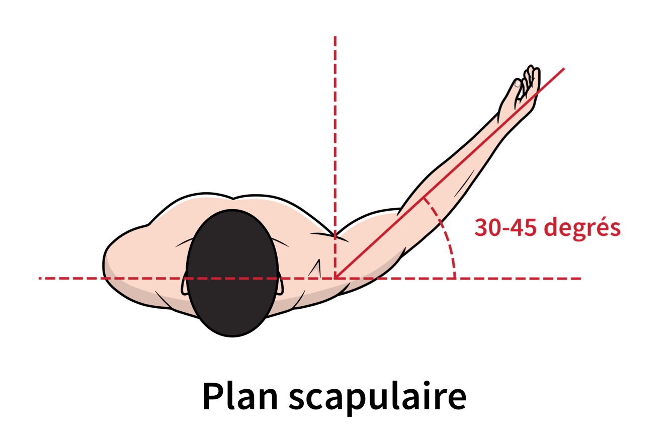 Plan scapulaire