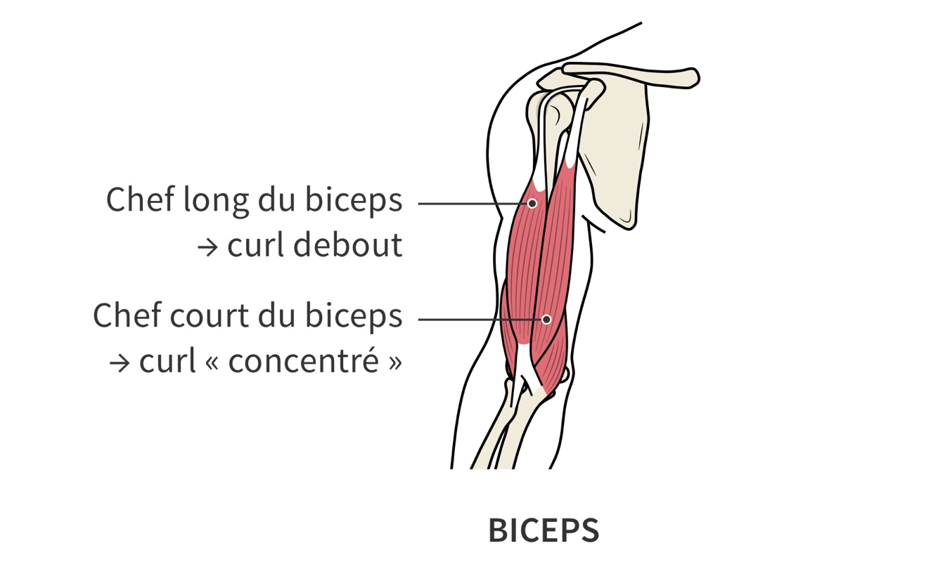 Recrutement du muscle biceps