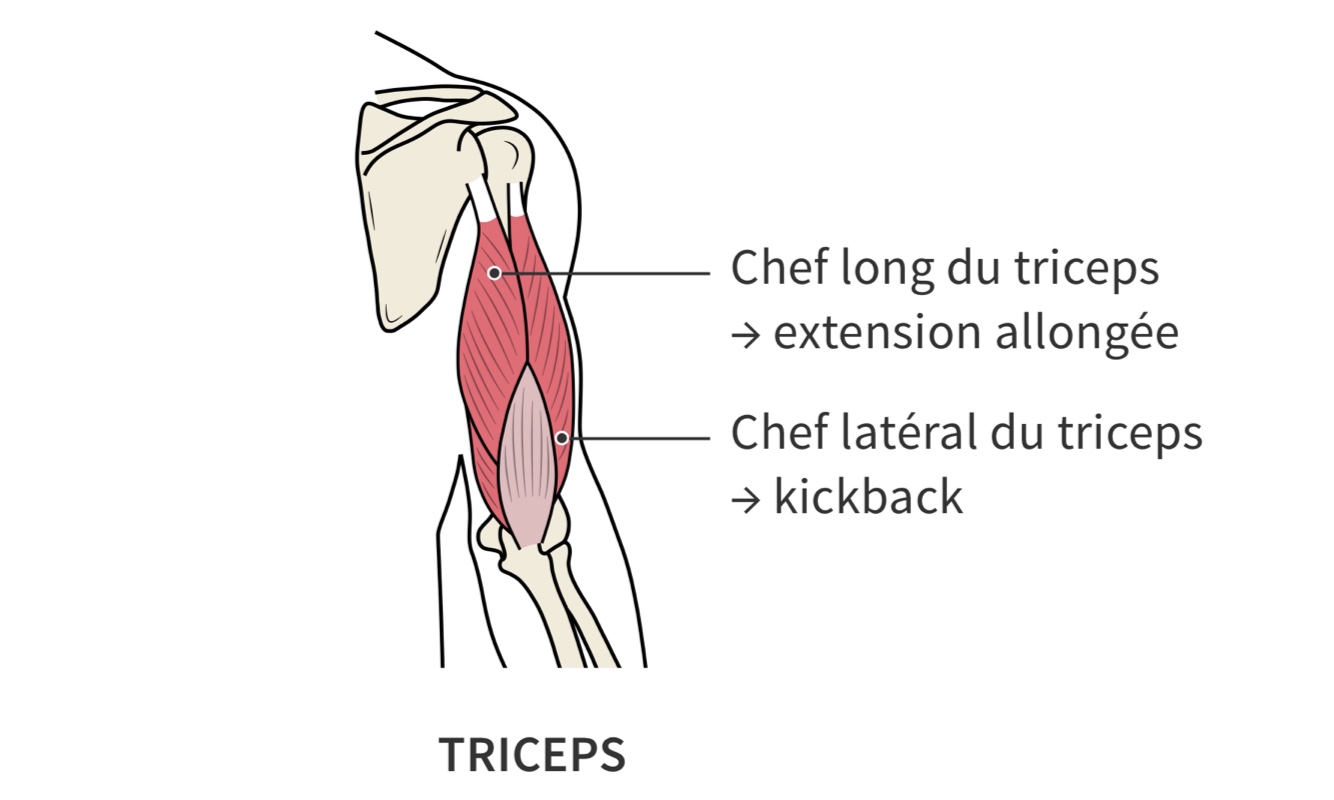 Recrutement du muscle triceps
