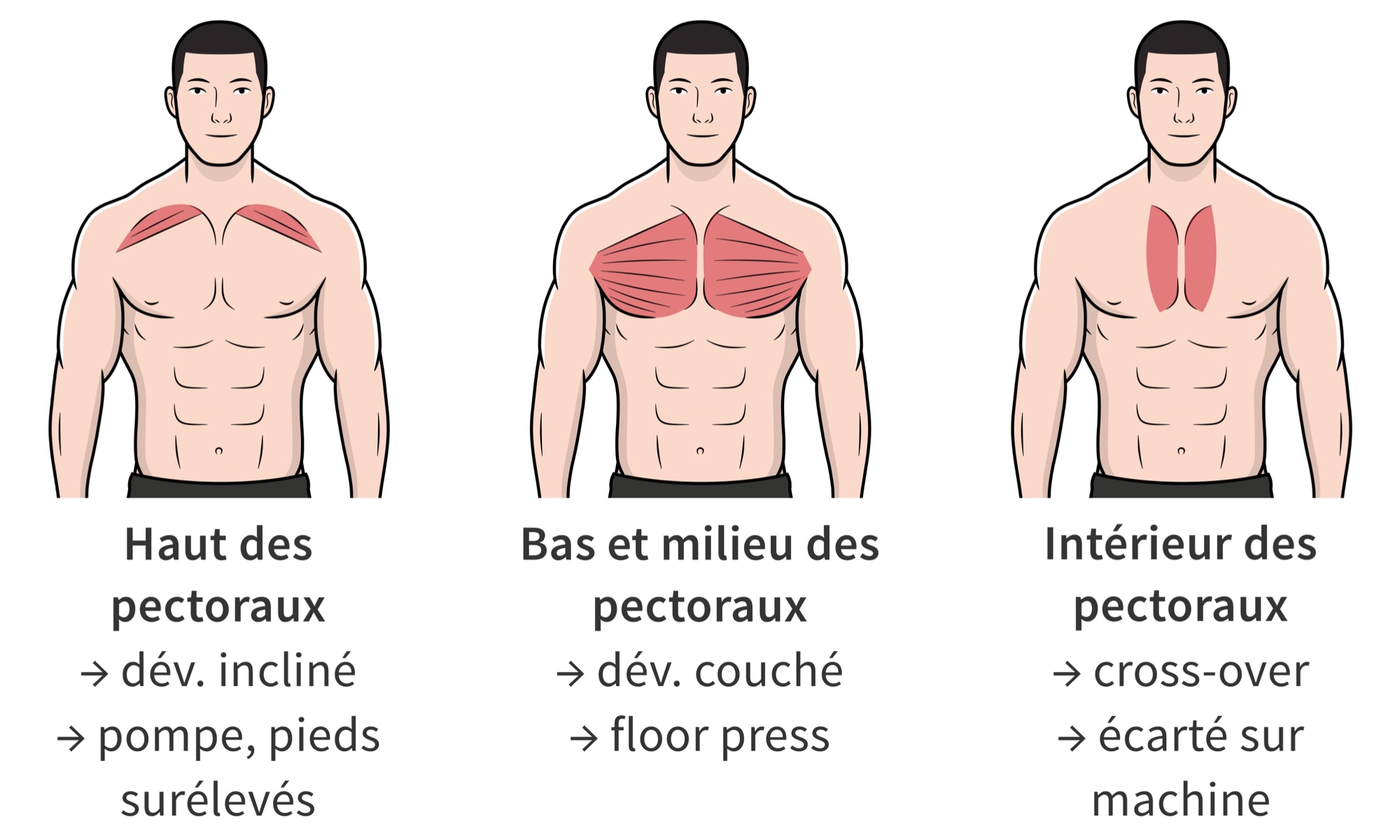 Recrutement par région des pectoraux