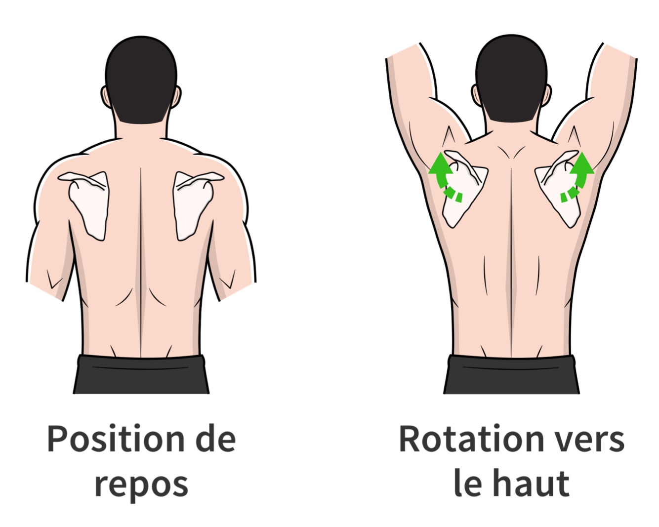 Rotation vers le haut des omoplates lors de l’élévation des bras