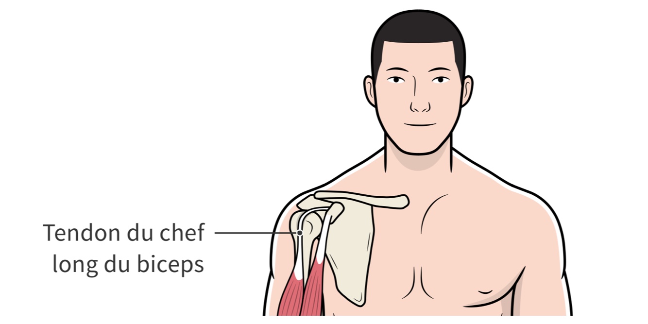 Tendon du chef long du biceps