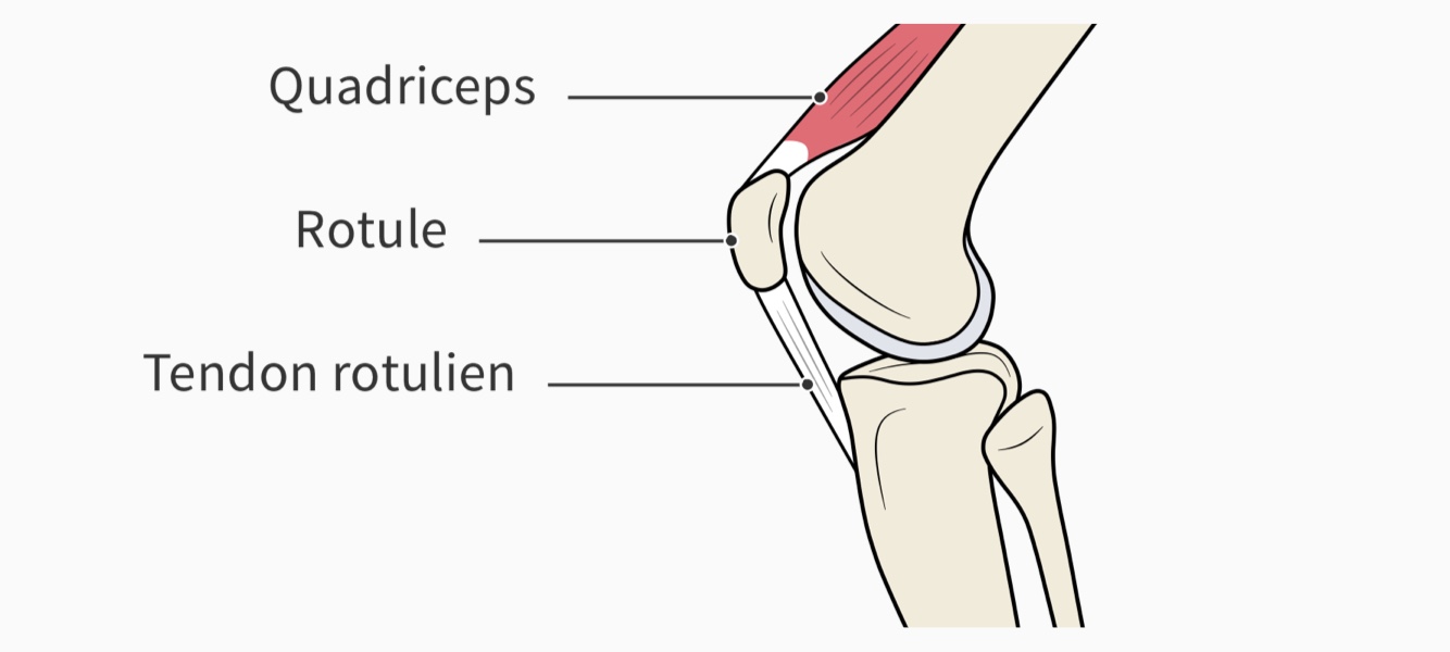 Tendon rotulien